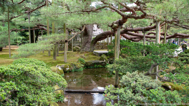 Shallow garden pond bordered by clipped shrubs, rocks, and an old pine held by wooden support poles.