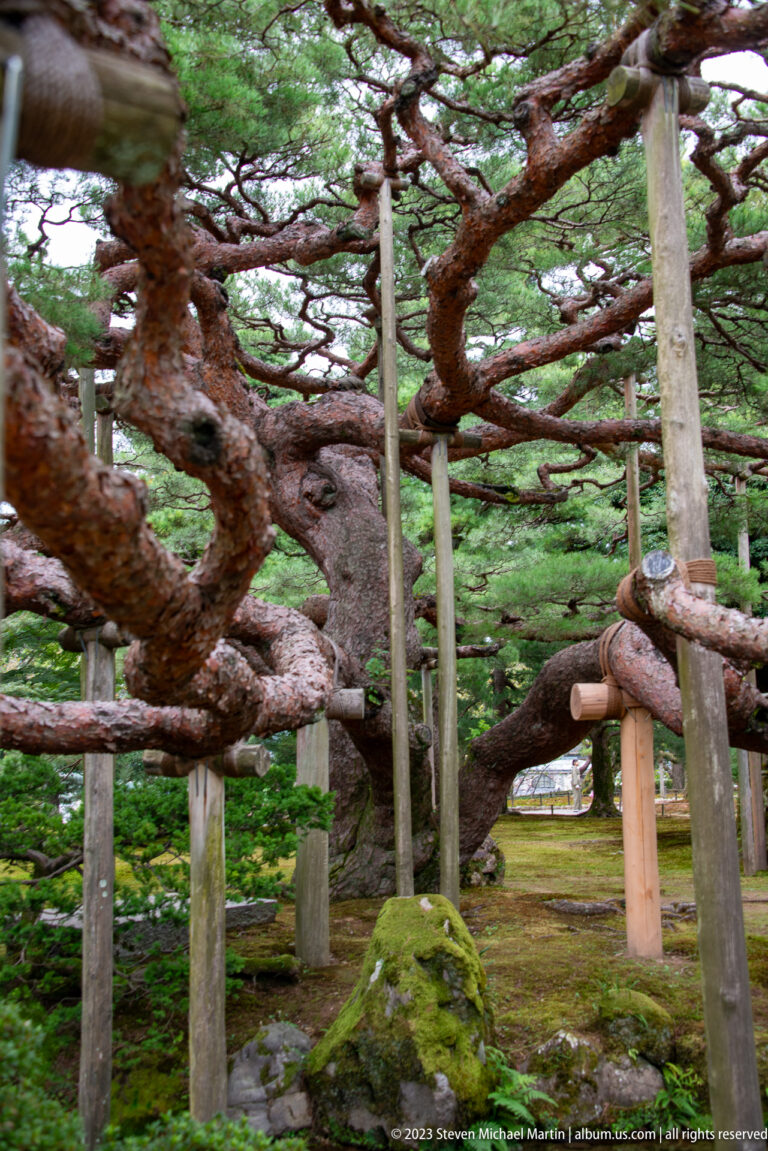 Gnarled pine branches extend across a garden while many wooden poles support their weight above mossy rocks.