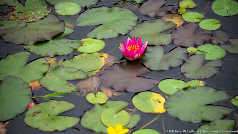 Bright pink water lily with yellow center among overlapping green and purple lily pads.
