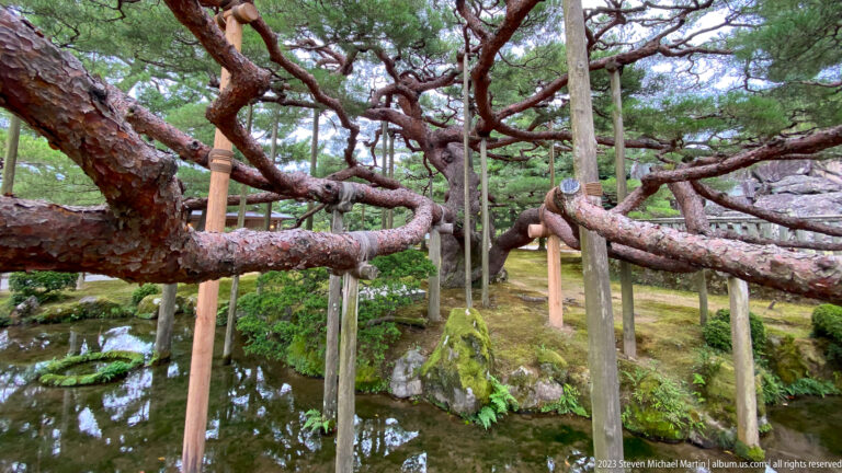 Twisting pine limbs supported by many wooden poles spread above a shallow pond and mossy stones.