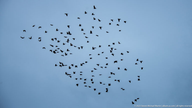 Large flock of dark birds circling in a loose cluster against a blue-gray overcast sky.