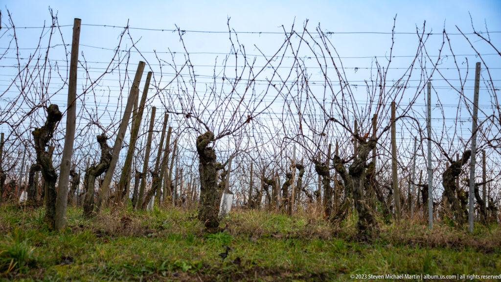 Bare, winter-pruned grapevines stand in supported rows above green groundcover under a pale blue sky.