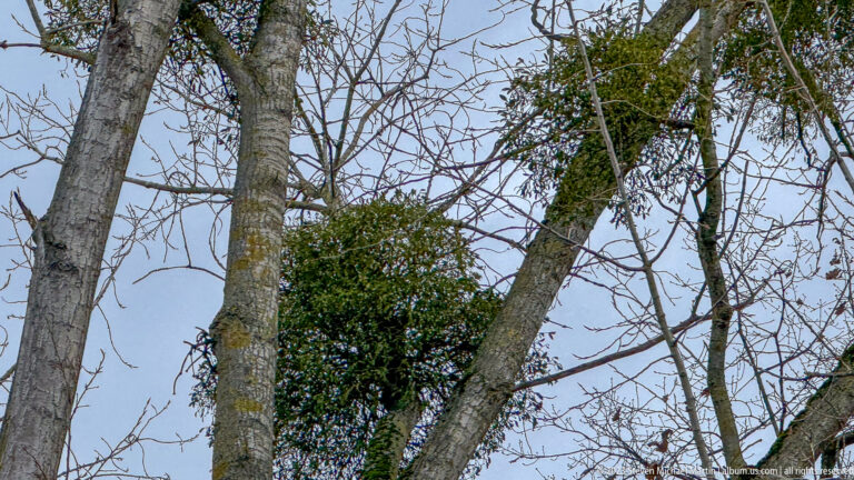 Large green mistletoe clumps growing high in the bare branches of leafless deciduous trees.
