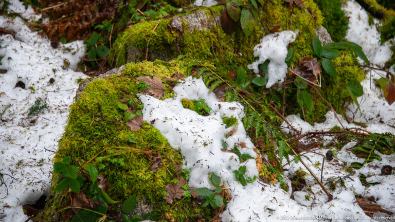Green moss, brown leaves, low plants, and irregular patches of melting snow on the forest floor.