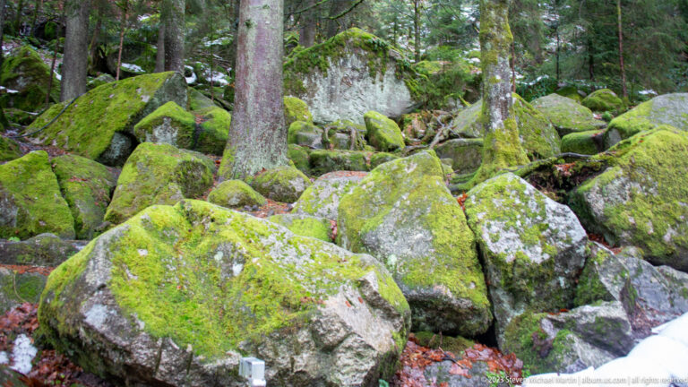 Moss-covered boulders scattered beneath tall conifers with small patches of snow on the forest floor.