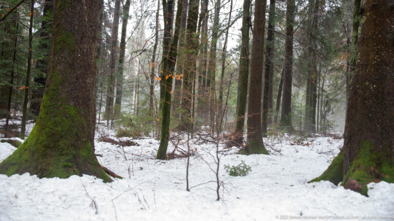 Snow-covered forest floor between tall trunks with mossy bases and scattered orange leaves.