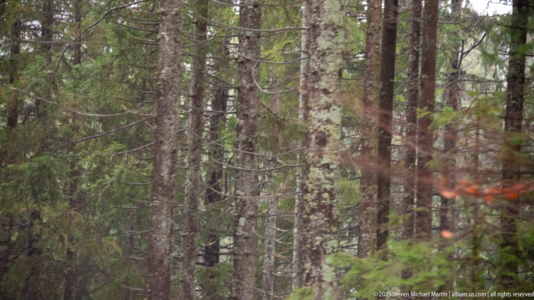 Dense conifer forest with closely spaced straight trunks, mossy bark, and sparse orange understory leaves.