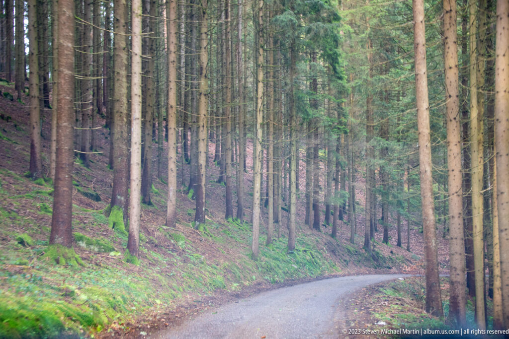 Narrow paved road curving between tall conifer trunks on a mossy, sloping forest floor.