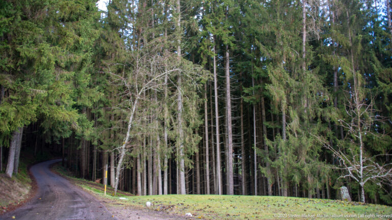 Narrow road entering dense evergreen forest beside grass, a bare deciduous tree, and tall conifers.
