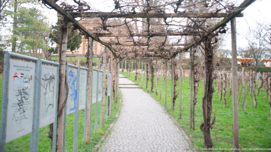 Paved path beneath bare grapevine trellises, with vineyard rows, fencing, and utility boxes along an urban hillside.