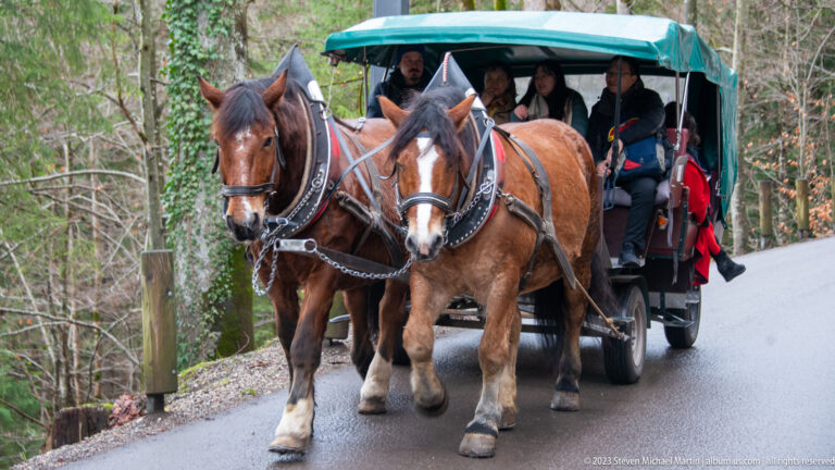 Two chestnut draft horses pulling a covered carriage uphill on a damp wooded road.