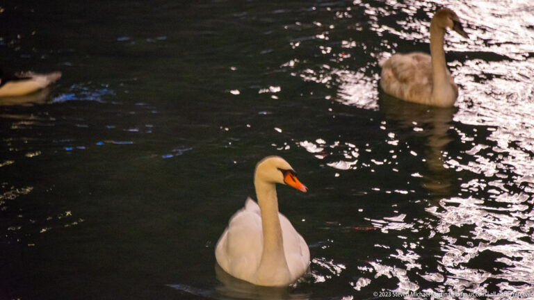 White adult swan swimming in dark water with a gray juvenile swan behind amid bright reflections.