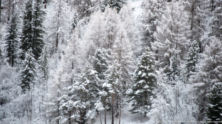 Dense winter forest of snow-coated evergreens and bare larches filling the frame.