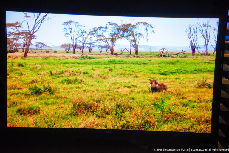 Large visitor-center screen displaying a wild boar standing in green grassland with scattered trees.