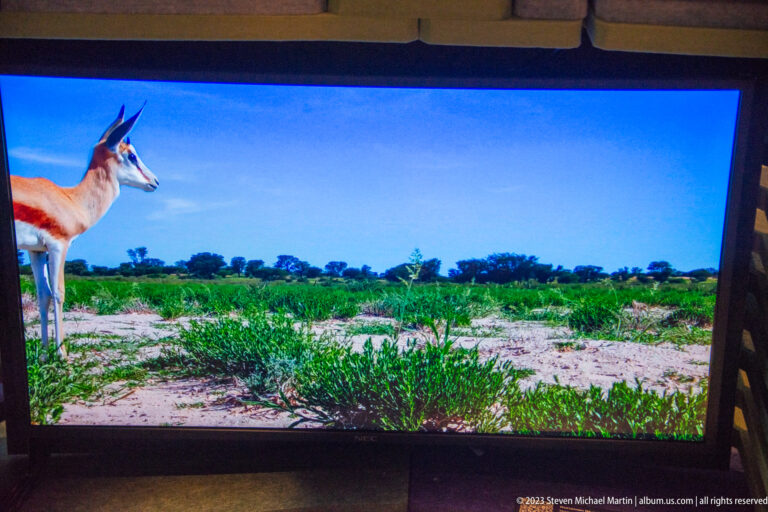Visitor-center screen showing a slender tan antelope with dark facial markings and narrow horns in open terrain.