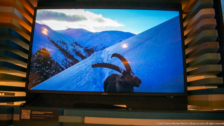 Large screen showing an Alpine ibex with heavy curved horns on a steep snowy mountain slope.