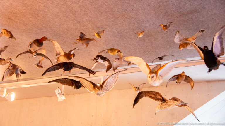Many taxidermy birds suspended in flight, including waterfowl, raptors, and a pale owl, inside a museum gallery.