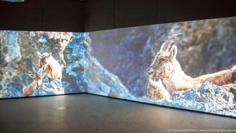 Corner projection screens displaying Alpine ibex with heavy curved horns on steep rocky mountain terrain.