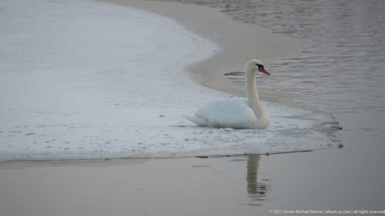 Mute swan resting beside open water at a snowy lakeshore, with its reflection visible below.