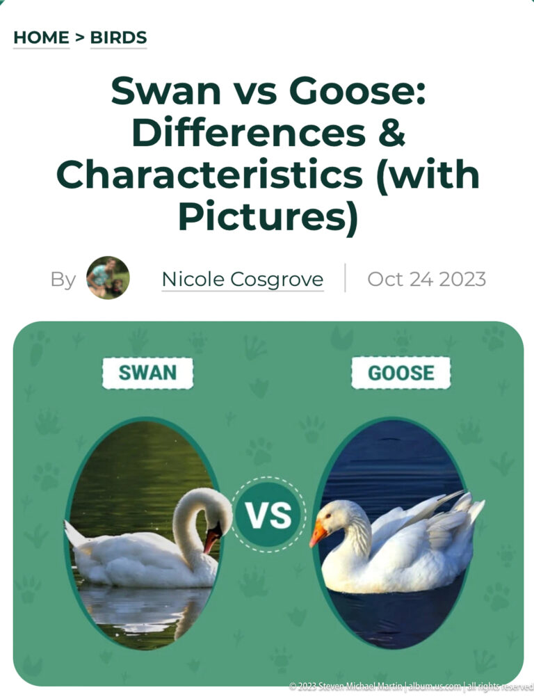 Webpage screenshot comparing a swan and a goose with labeled bird photographs and article title.