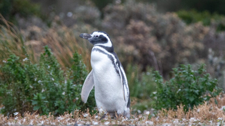 Tierra del Fuego – Beagle Channel