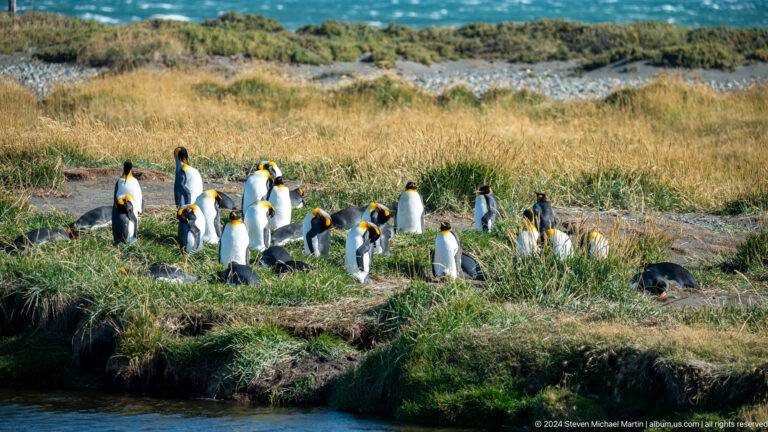 Colonia Pinguinos Rey