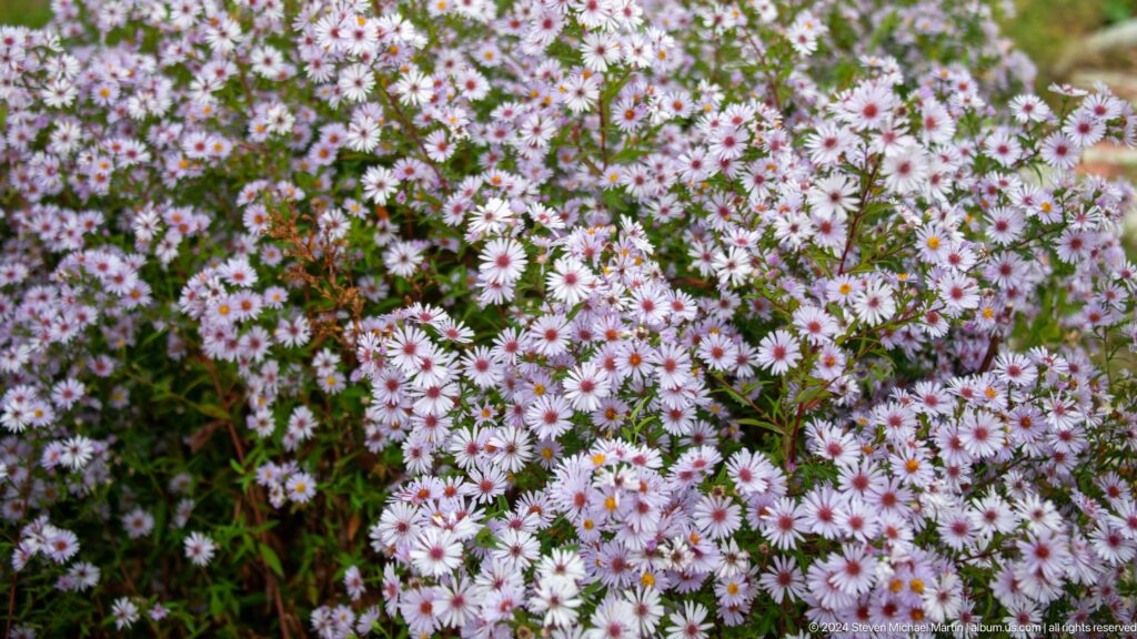 Dense cluster of pale purple wildflowers.