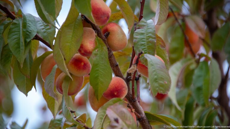 Ripe red apples hanging from a branch.