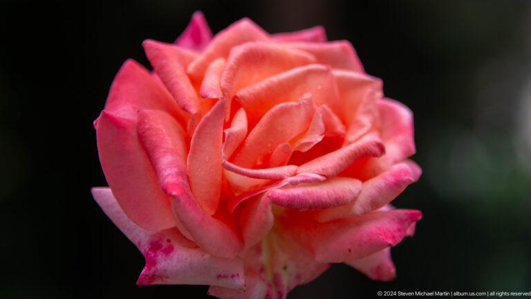 Close pink rose bloom.