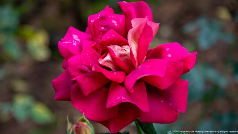 Deep magenta rose in bloom.