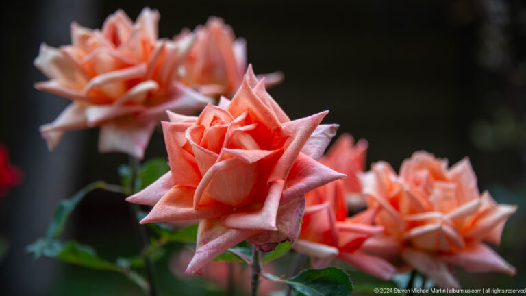 Cluster of peach-colored roses.