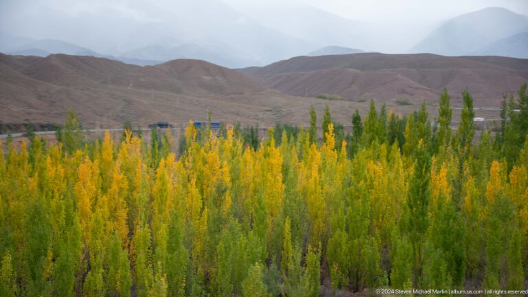 Dense yellow flowering plants before low hills.