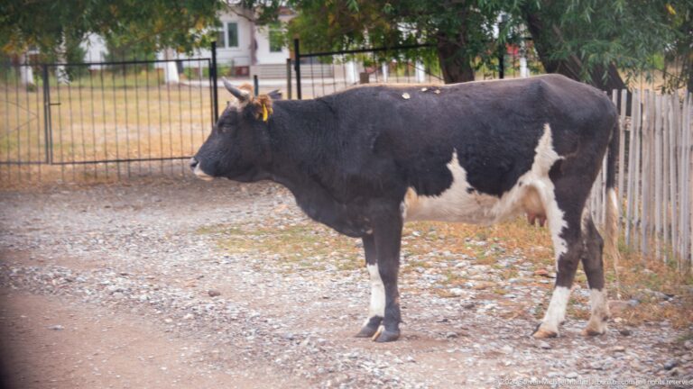 Black-and-white cow standing near a fence.