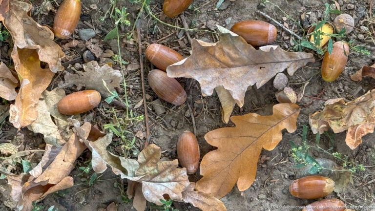 Close-up of acorns lying among dry brown oak leaves on the ground.