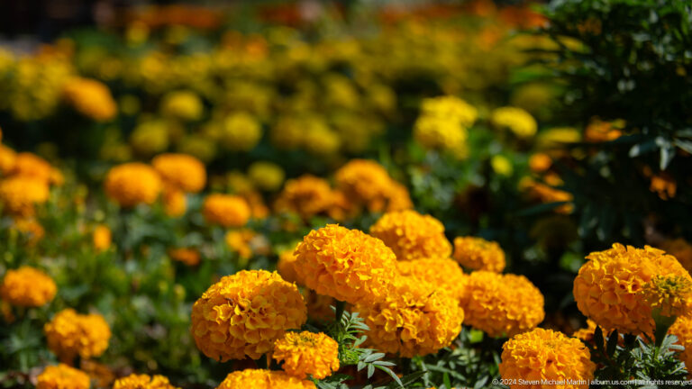 Close-up of orange marigold flowers in a park flowerbed, with blurred green foliage behind.