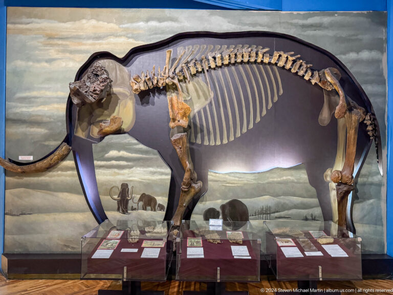 Mounted prehistoric proboscidean skeleton on display in the Central State Museum of Kazakhstan in Almaty.