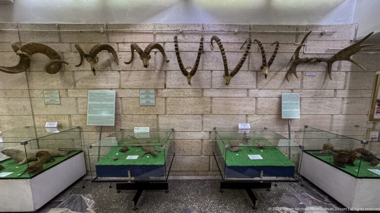 Medium view of a zoological museum display with horned animal skulls mounted on a wall above glass cases at the Central State Museum in Almaty, Kazakhstan.