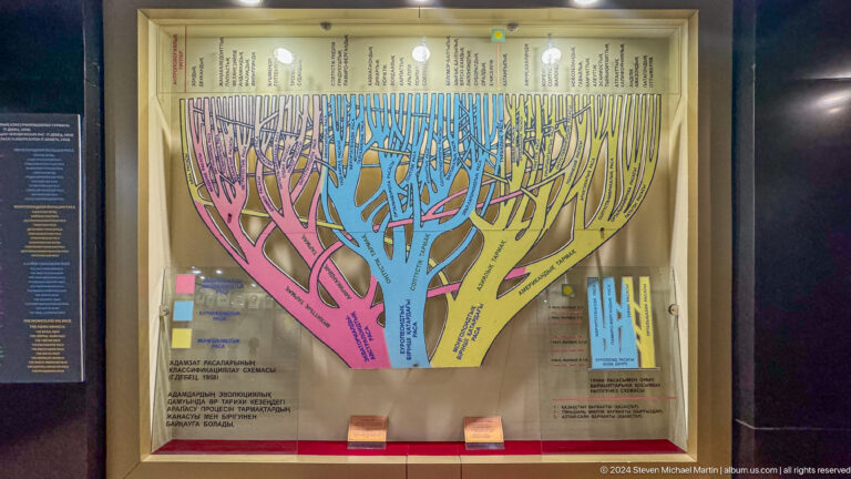Human evolution branching diagram in an illuminated display case at the Central State Museum of Kazakhstan in Almaty.