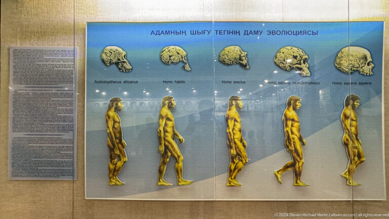 Educational museum panel showing a human evolution timeline with skulls and walking figures at the Central State Museum of Kazakhstan in Almaty.