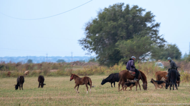 A rider on horseback guides cattle across open grassland