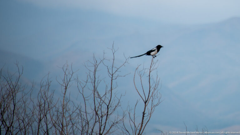 A black-and-white magpie perches at the top of a leafless branch against the sky
