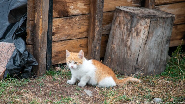 A small kitten rests near rough wooden boards at the site