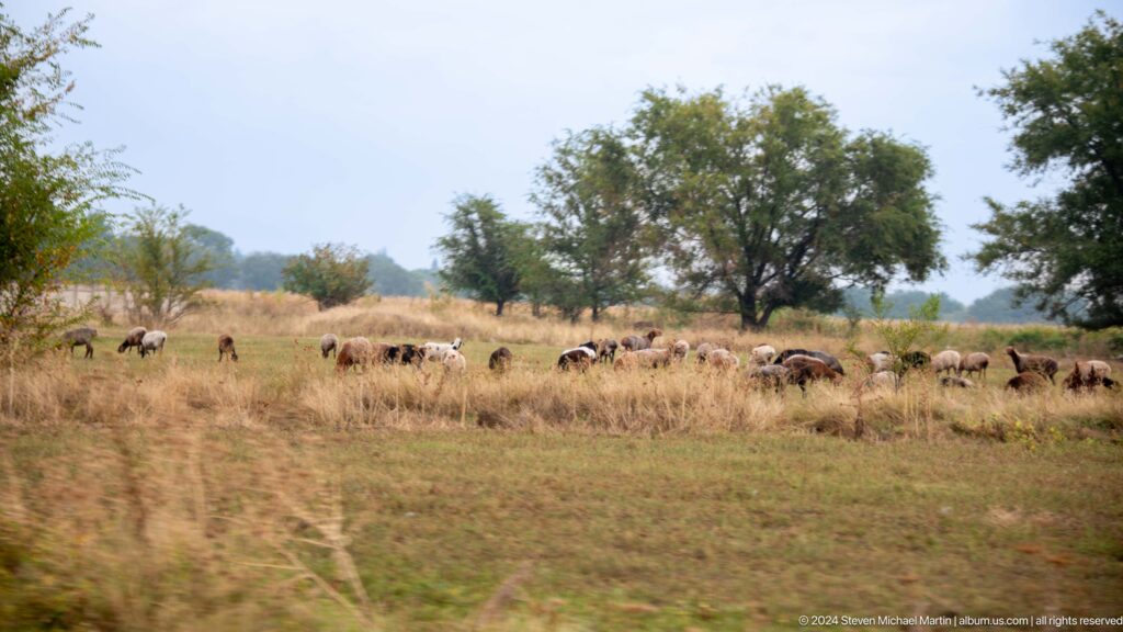Herd grazing in dry grass beneath trees.