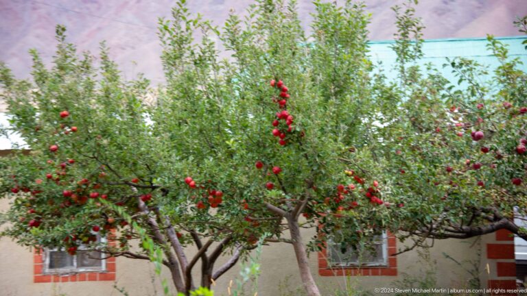 Fruit-laden orchard tree beside a low building.