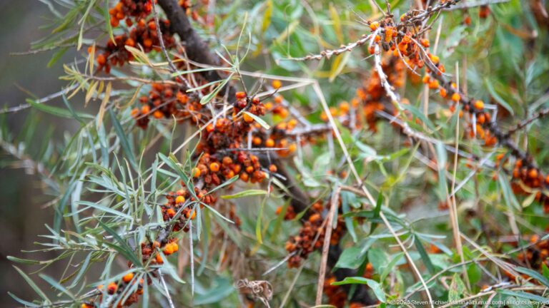 Clusters of orange berries among narrow silvery leaves.