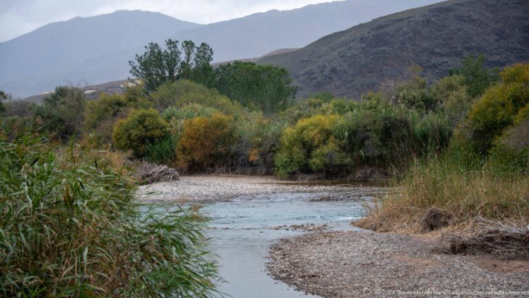 Shallow river curving past dense shrubs and reeds.