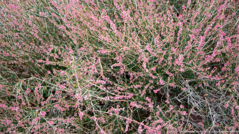 Dense shrub covered with small pink blossoms.
