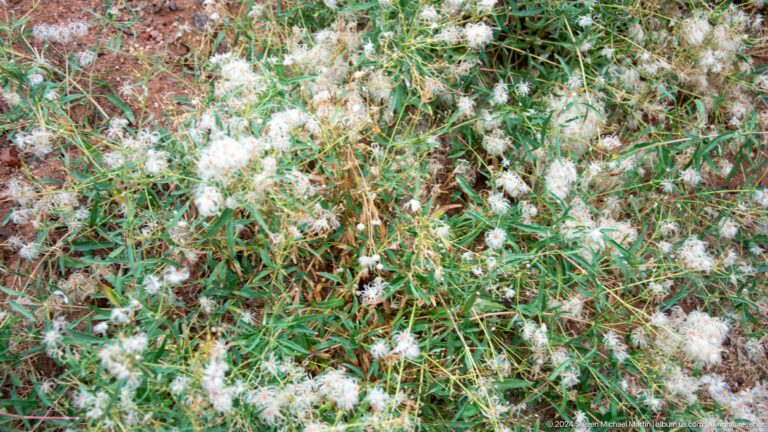 Low mat of tiny white flowers and green stems.