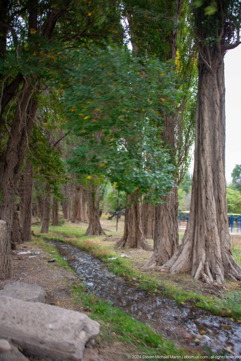 Shaded row of tall mature trees beside a narrow water channel.