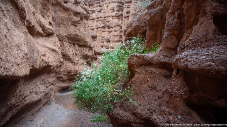 Small stream winding between red canyon walls and shrubs.